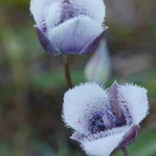 Calochortus tolmiei